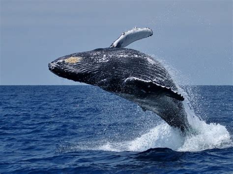 whales in hermanus season|Whale Watching in Hermanus, South Africa Guide (2023)